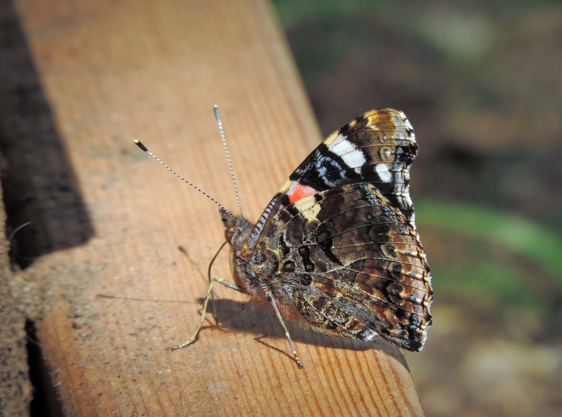 Red Admiral Underside of wing